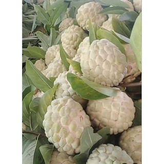 Cây giống na rai Lạng Sơn