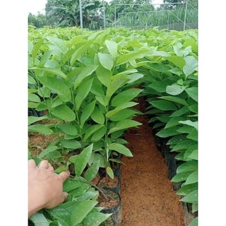 Cây giống na rai Lạng Sơn