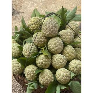 Cây giống na rai Lạng Sơn