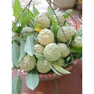 Cây giống na rai Lạng Sơn