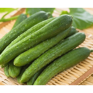 Hạt giống dưa chuột nếp