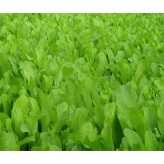 Hạt giống cải mơ