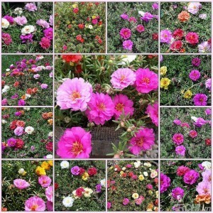 Hạt giống hoa mười giờ
