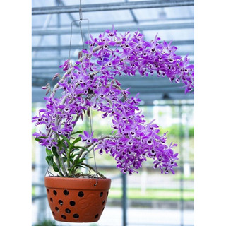Combo 10 Cây Lan Phi Điệp Rừng - 10 loại khác nhau