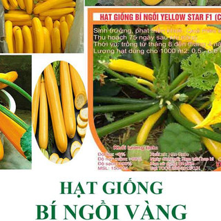 Hạt giống bí ngồi vàng