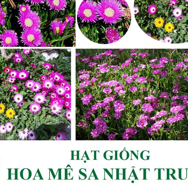 Hạt giống hoa mê sa nhật trung (cúc cầu vồng)
