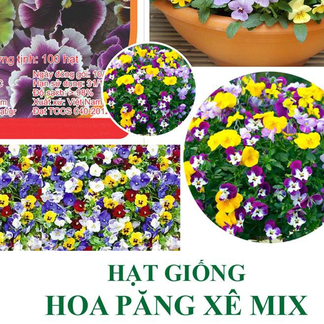 Hạt giống hoa păng xê mix