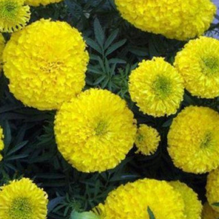 Hạt giống hoa cúc vạn thọ vàng chanh