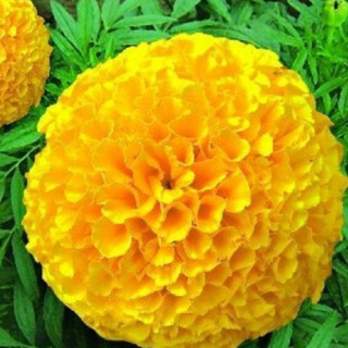 Hạt giống hoa cúc vạn thọ vàng chanh