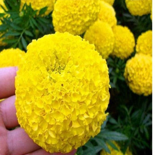 Hạt giống hoa cúc vạn thọ vàng chanh