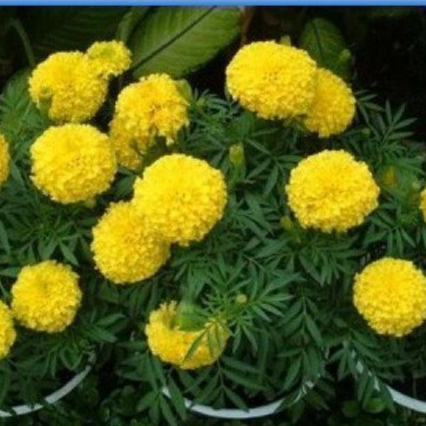 Hạt giống hoa cúc vạn thọ vàng chanh
