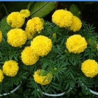 Hạt giống hoa cúc vạn thọ vàng chanh