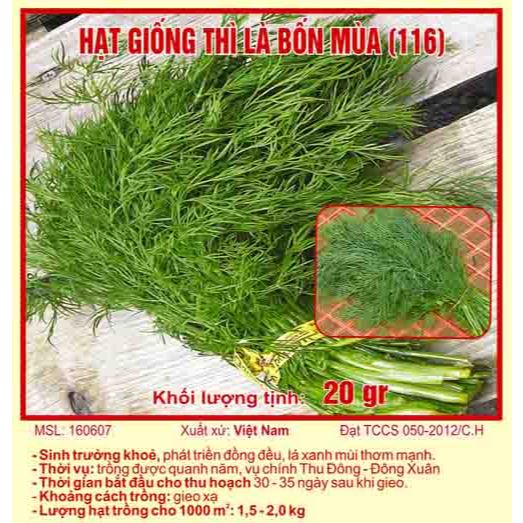 Hạt giống rau thì là