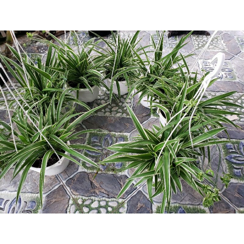 lan chi.(lan chi dây nhện) tặng kèm phân bón