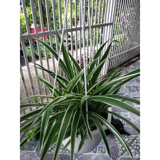 lan chi.(lan chi dây nhện) tặng kèm phân bón