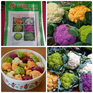 Hạt giống lơ nhiều màu F1 (sup lơ)