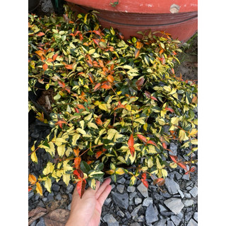 Chậu nhựa mềm thằn lằn ngũ sắc