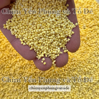 500gr hạt kê nếp vàng giàu dinh dưỡng.