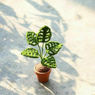 POONGCRAFT • plants monstera mini handmade 🍃