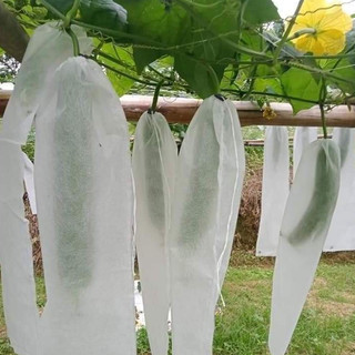 [ Túi 25*70 ] 50 CÁI TÚI VẢI BAO BỌC MƯỚP HƯƠNG,BẦU,BÍ ( kích thước 25*70 )