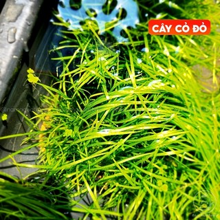 Cây cỏ đỏ | cây thuỷ sinh tiền cảnh - thảm nền cho bể thuỷ sinh