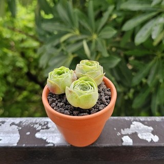 Combo 3 sen đá hoa hồng xanh/greenovia size 2-3.5cm mỗi hoa xinh xắn dễ thương lắm miko_garden lỗi 1 đền 1