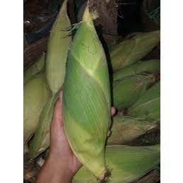 Hạt giống ngô (bắp) nếp nù - (50gram - 100gram)