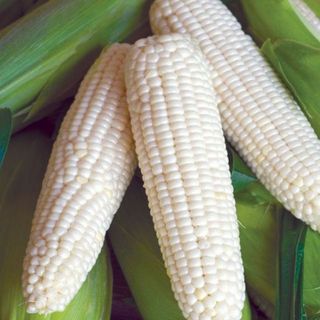 Hạt giống ngô (bắp) nếp nù - (50gram - 100gram)