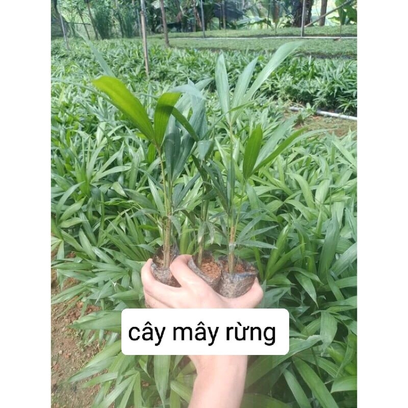 Cây mây rừng