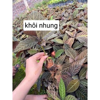 Cây giống khôi nhung tía