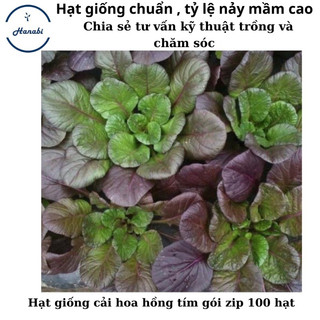 Hạt giống cải hoa hồng tím