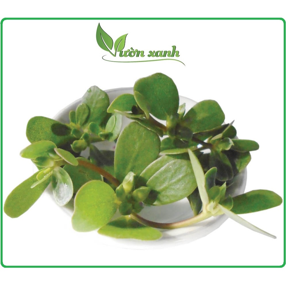 Hạt giống rau sam đất 0.5gr