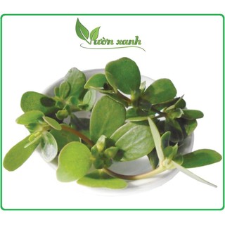 Hạt giống rau sam đất 0.5gr