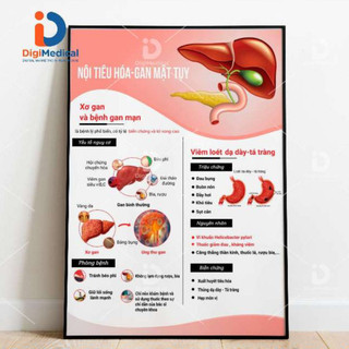 Tranh nội tiêu hóa gan mật tụy - sơ gan và bệnh gan mạn