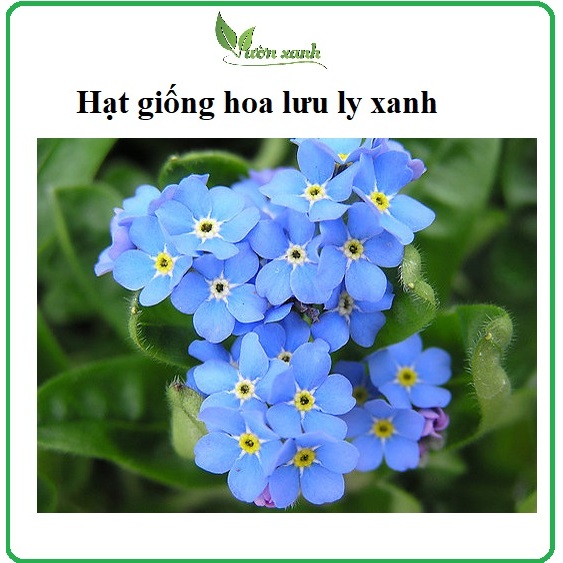 Hạt giống hoa lưu ly xanh 150 hạt