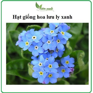 Hạt giống hoa lưu ly xanh 150 hạt