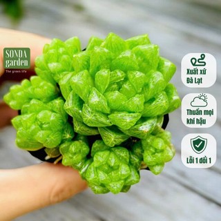 Sen đá ngọc lá bé SONDA GARDEN size bé 5-8cm, cây cảnh trang trí nhà cửa, lỗi 1 đổi 1