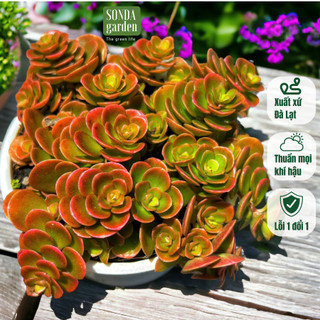 Sen đá sedum vảy cá chép SONDA GARDEN size trung bình 10cm, cây cảnh trang trí nhà cửa, lỗi 1 đổi 1