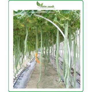 Hạt giống mướp rắn siêu trái 5 hạt