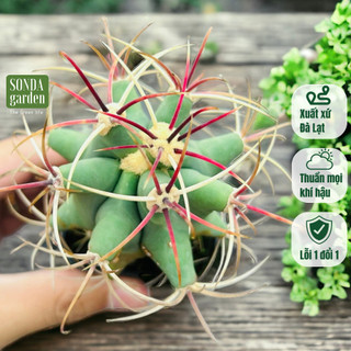 Xương rồng cory SONDA GARDEN size bé 5-7cm, cây cảnh trang trí nhà cửa, lỗi 1 đổi 1