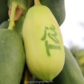 Túi bao in chữ thư pháp - Đu đủ ( 1 túi )