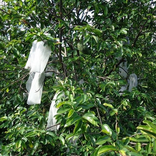100 Túi bao mãng cầu xiêm hãng Hoa Mai 27x40