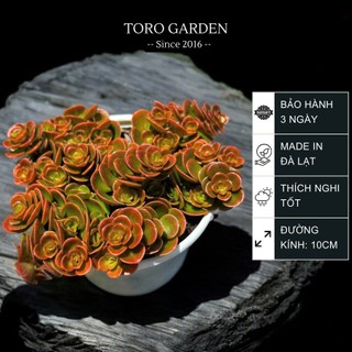 Sen đá sedum vảy cá chép Đà Lạt size trung bình cây cảnh trang trí nhà cửa Toro garden