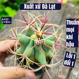 Xương rồng cory Đà Lạt size bé cây cảnh trang trí nhà cửa Lolita garden
