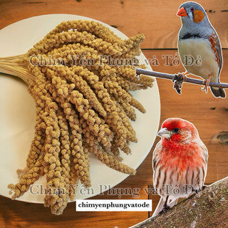 500Gr kê chùm cho thú cưng: Chim Cảnh • Vẹt • Hamster...