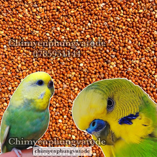 2kg kê đỏ Hà Nội hạt nhỏ cho Chim Cảnh • Sóc • Hamster...