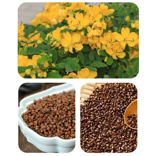 Combo 3kg hạt muồng cho bé chơi