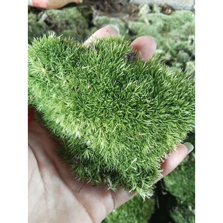 Rêu đầu xanh,đầu trắng trang trí terrarium, bán cạn, bonsai, vivarium