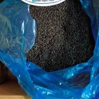 Phân dơi nguyên chất,khô sạch tại chuồng nhà