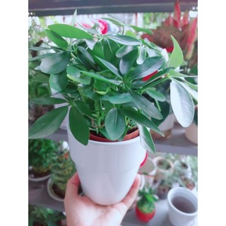 Chậu Cây Ngũ Gia Bì Đuổi Muỗi Tốt